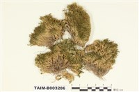 藏品(叢苔科)的圖片